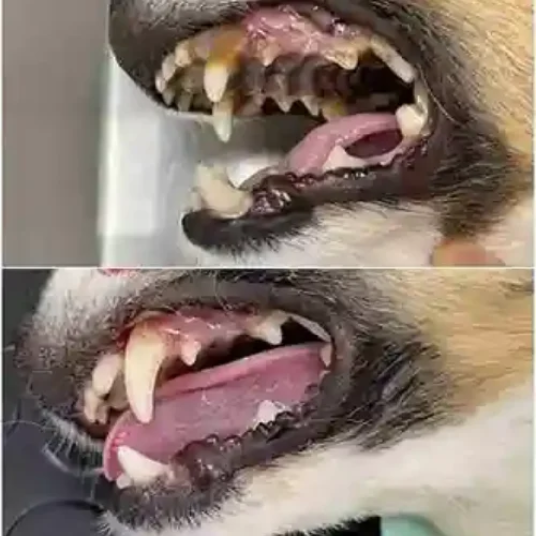 OralPet™ – Elimina Sarro y Mal Olor – Solo Rocía y Listo!
