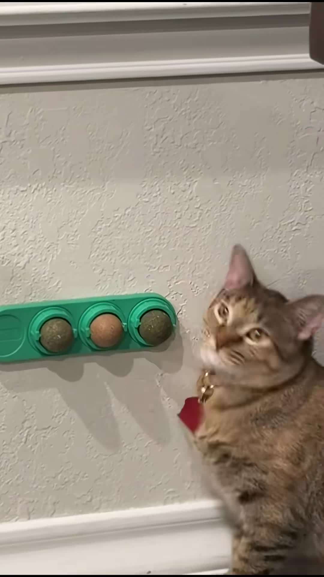 catnip-pared-foto-2.jpg