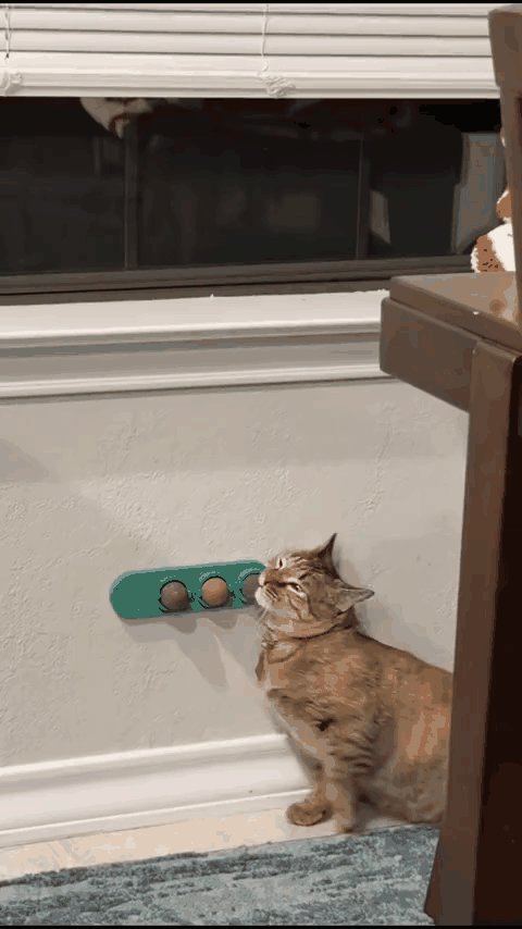 catnip-pared-gif-1.gif
