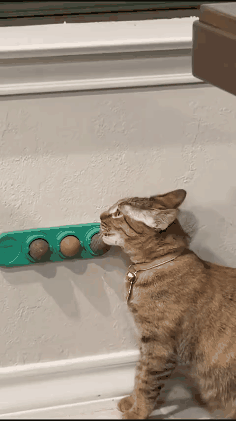 catnip-pared-gif-2.gif