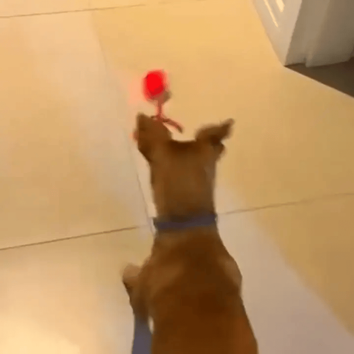 gif-1