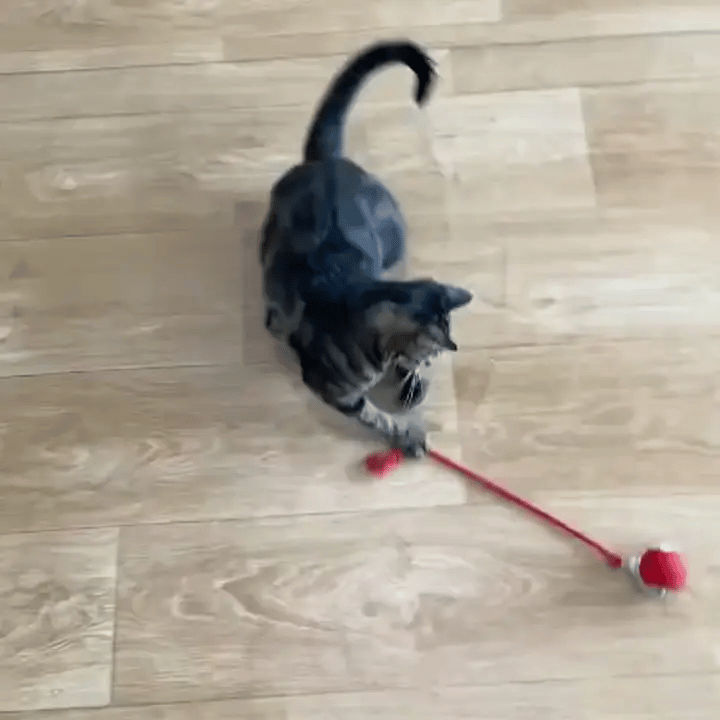 gif-2
