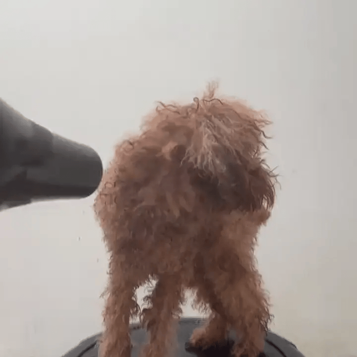 gif-3