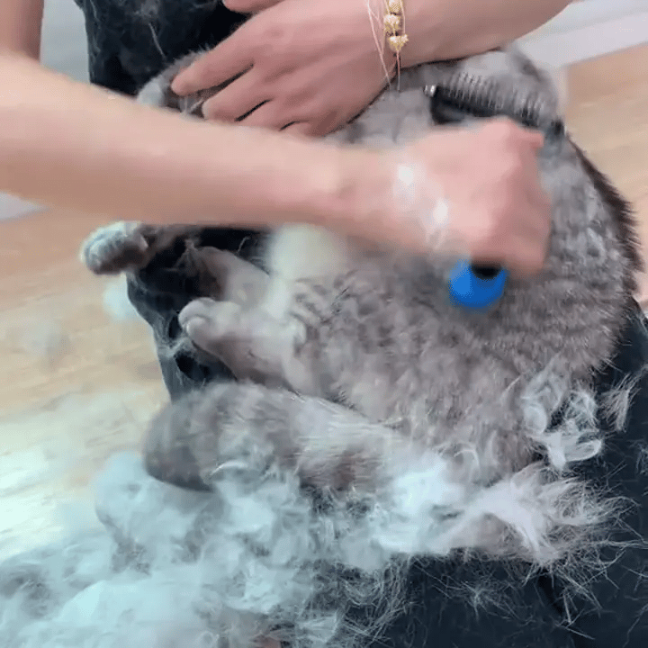 gif-3