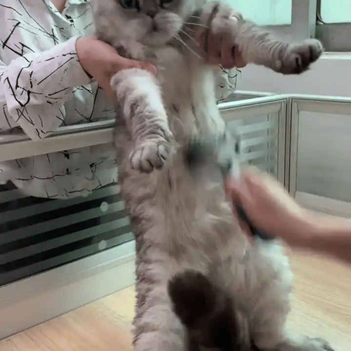 gif-2